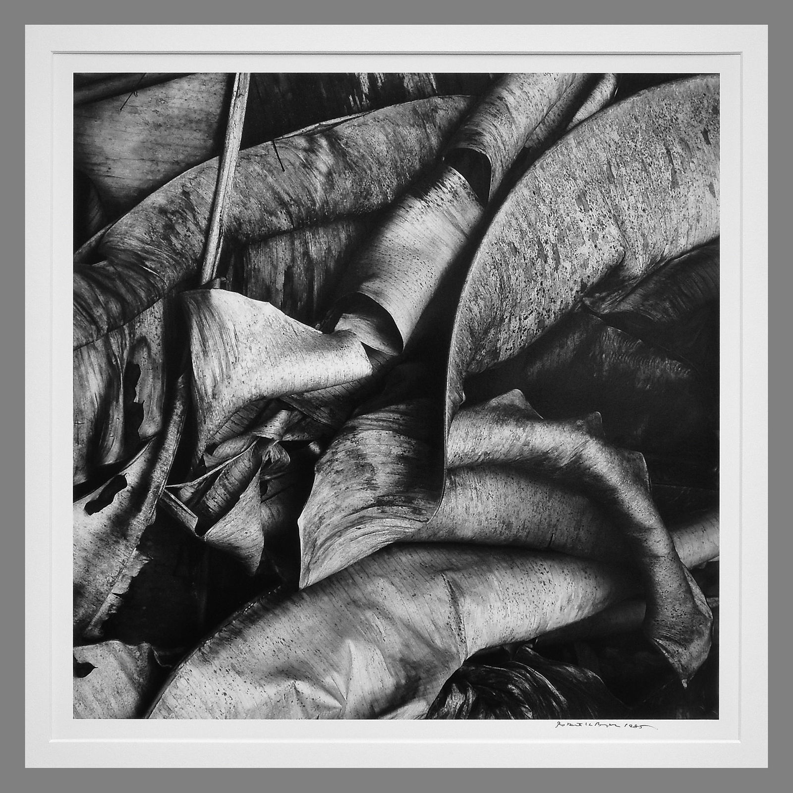 Robert Byers (1918-2021) Signed 1985 Foliage - Big Island - Hawaii 15"x15" Photograph (1 of 2)