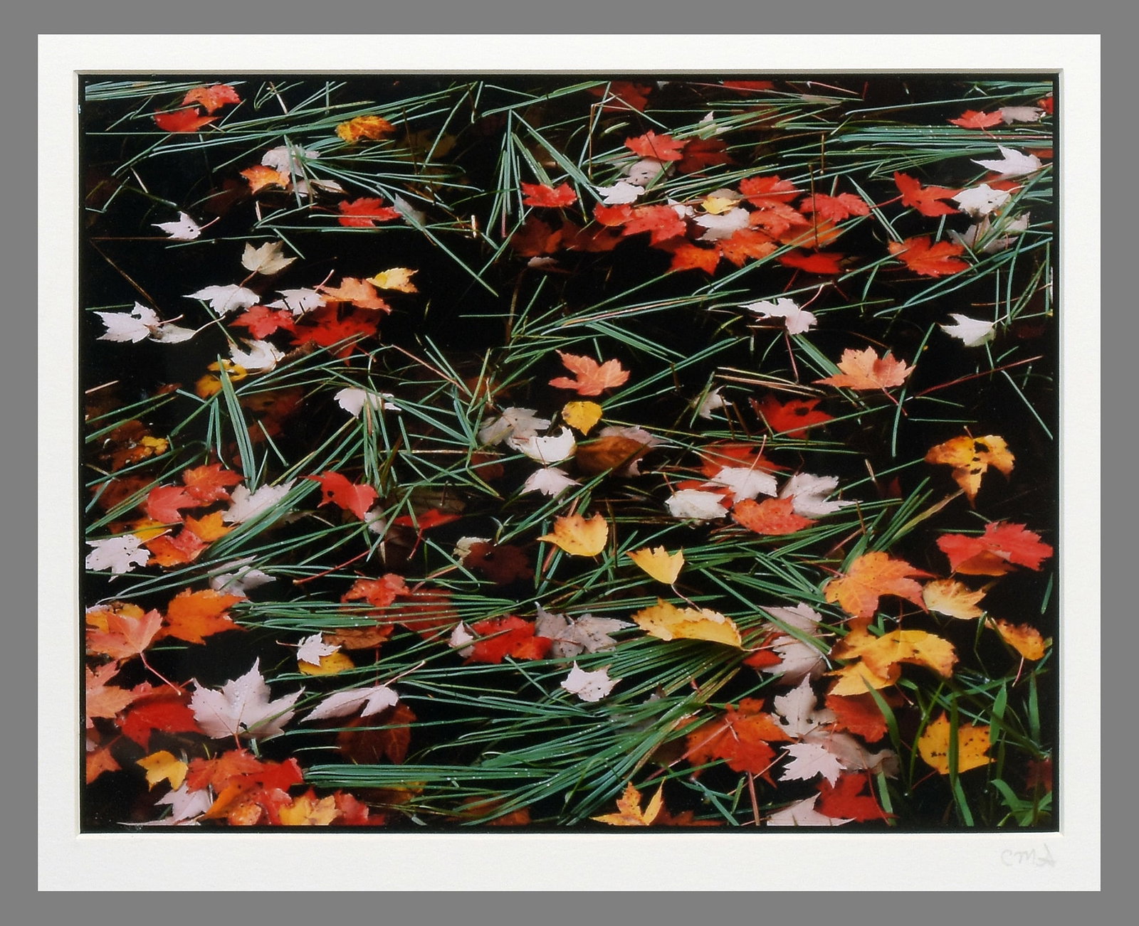 Clinton Smith Signed Floating Leaves - Vermont 7.5"x9.5" Cibachrome Photograph (1 of 3)