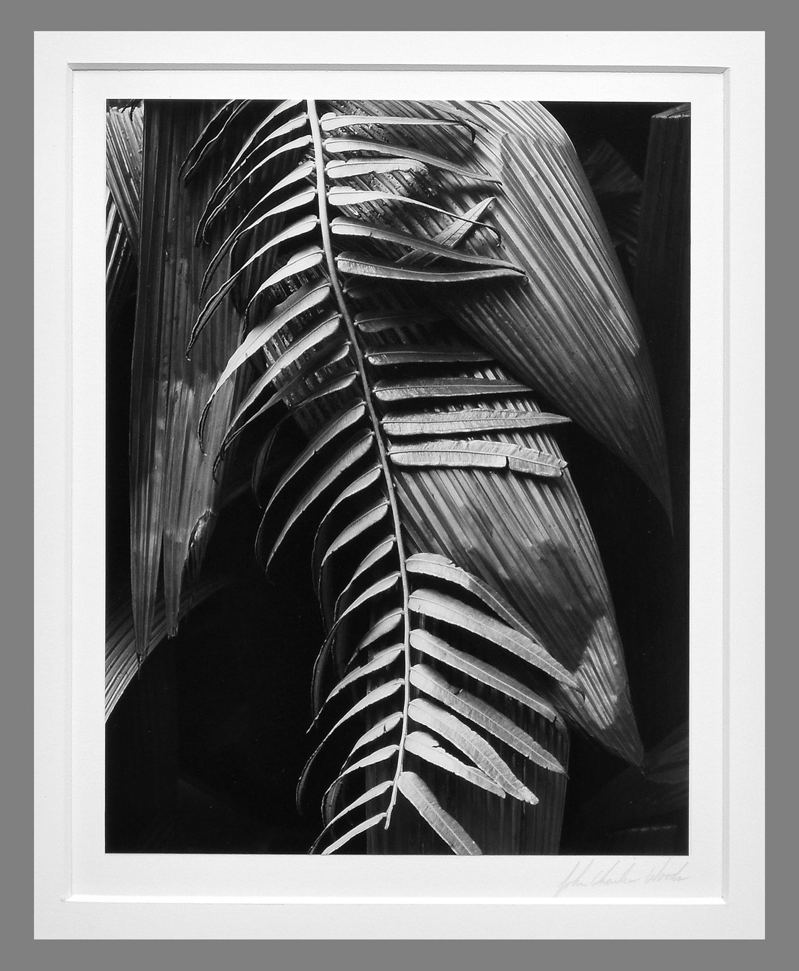 John Charles Woods (1952 -) Signed 1981 Leaves - Hawaii 9"x7" Photograph (1 of 3)