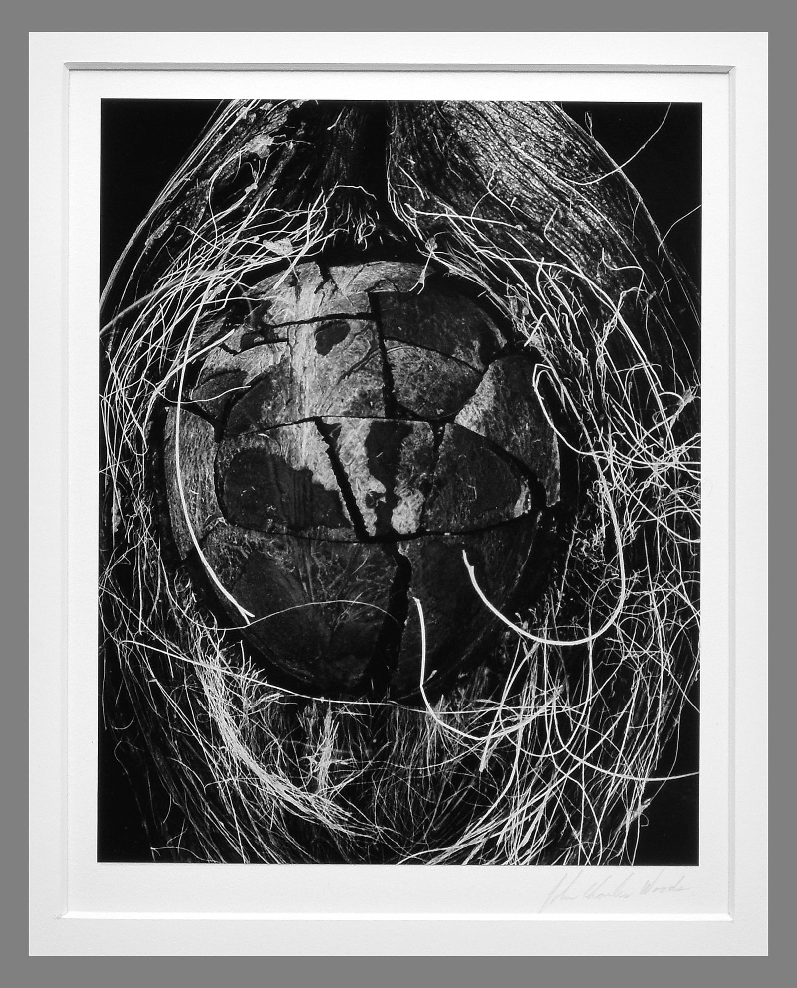 John Charles Woods (1952 -) Signed 1995 Coconut - Hawaii 9.25"x7.5" Photograph (1 of 3)