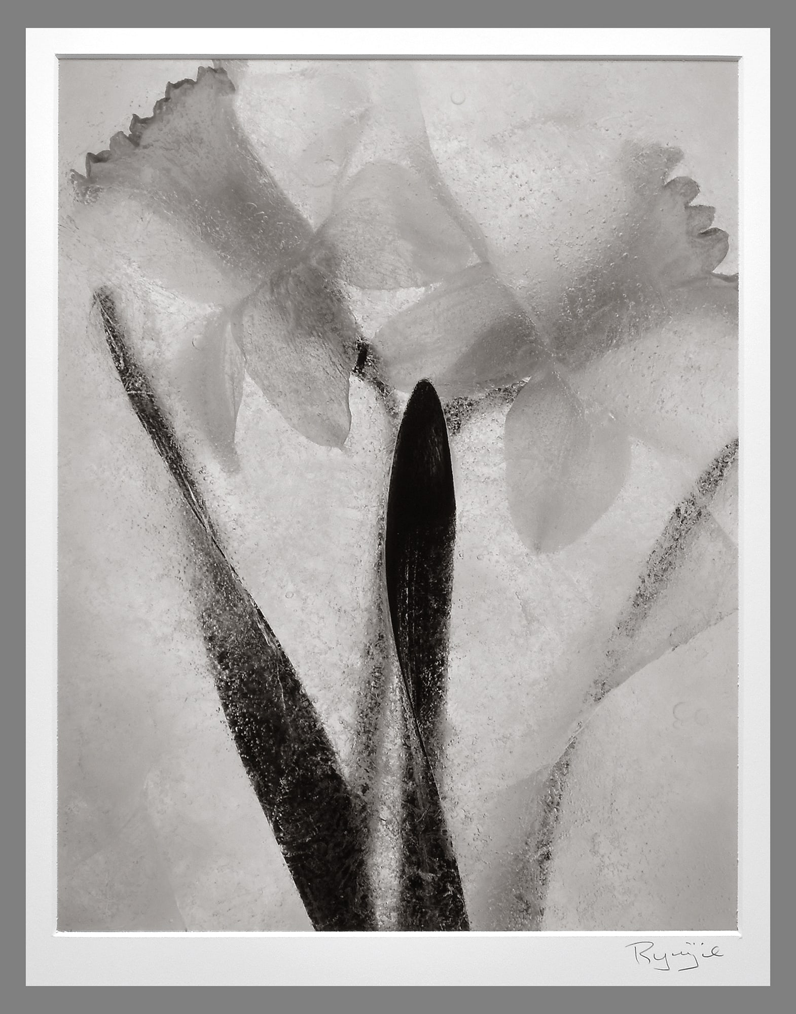 Ryuijie (1950- ) Signed 2005 Ice Form #60 14x11" Original Gelatin-Silver Photograph: This signed 2005 gelatin-silver photograph by Ryuijie comes from his striking Ice Form series—botanical subjects frozen within blocks of ice and photographed with a large-format camera. Rendered in