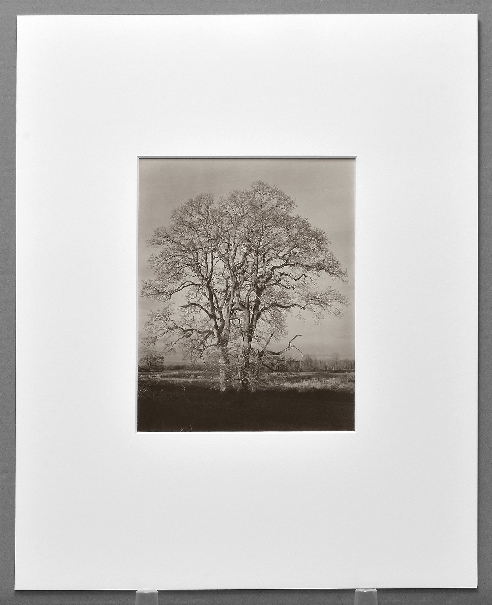 Ray Bidegain (1959 -) Signed 2017 Twin Oaks 9.5"x7.5" Platinum Photograph (1 of 3)