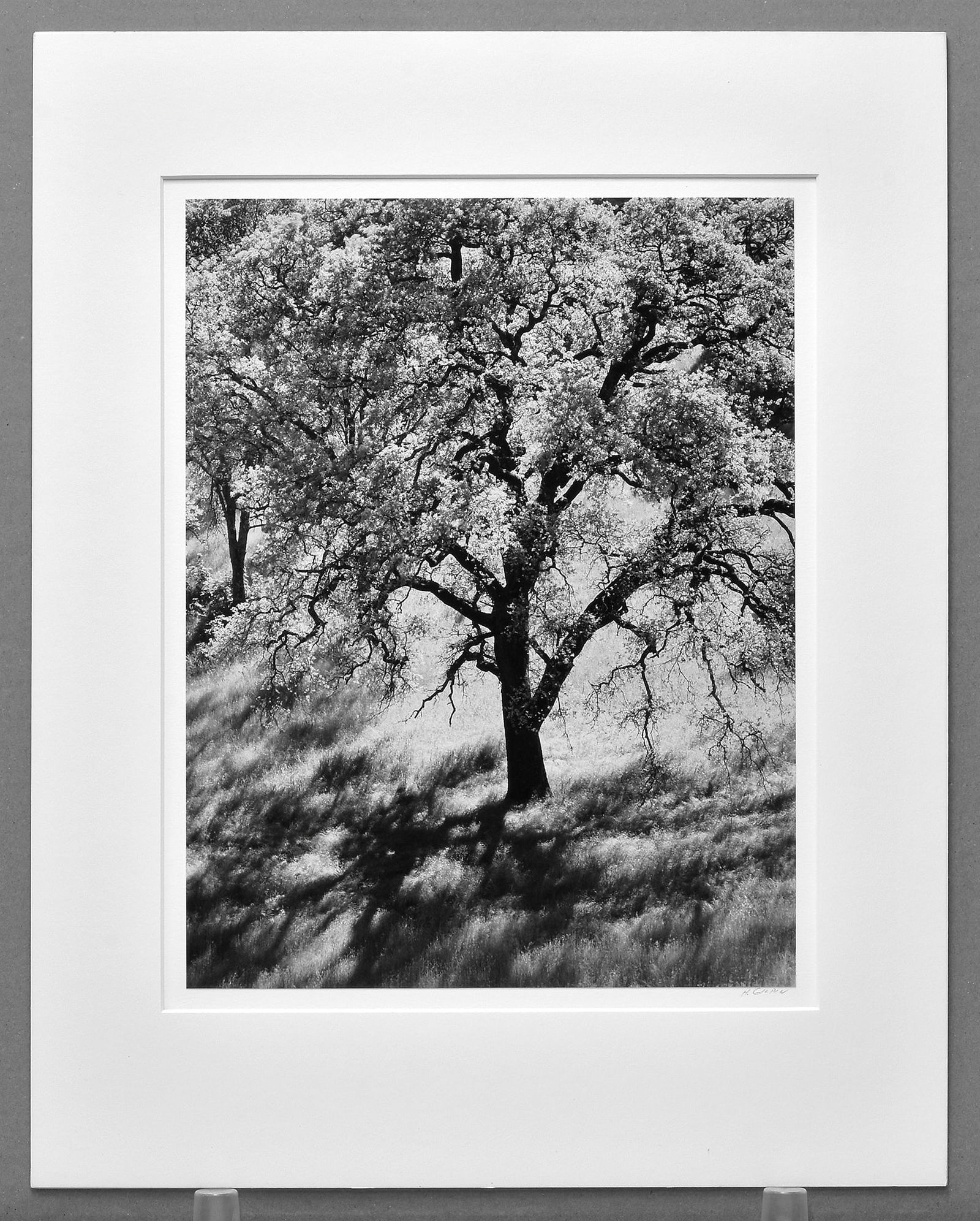 Henry Gilpin (1922-2011) Signed 1985 Backlit Oak 13.5"x10.5" Photograph - Rare! (1 of 3)
