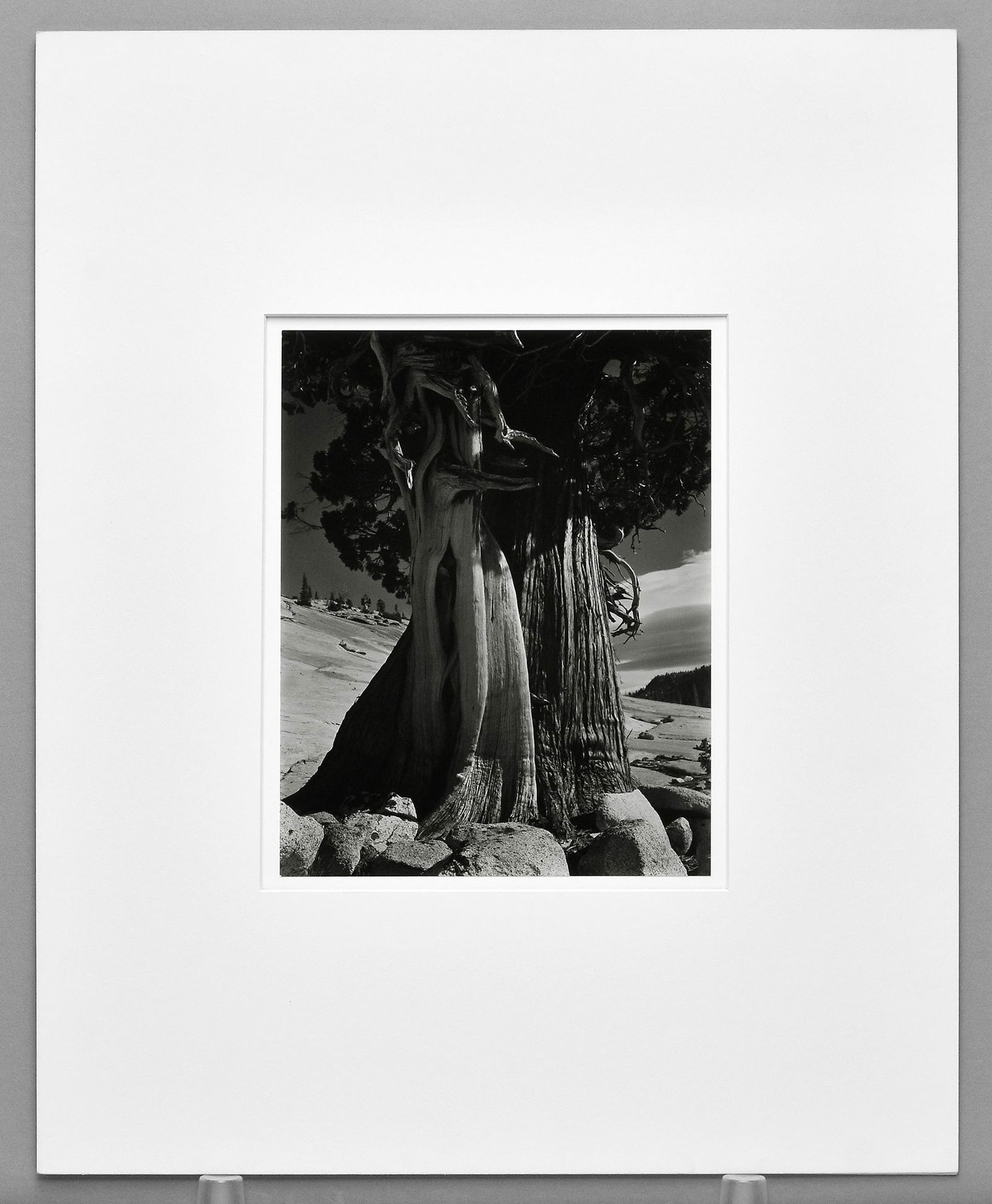 Edward Weston (1886-1958) Juniper, Lake Tenaya, 1937 9.5"x7.5" Photograph - Printed by Cole Weston (1 of 3)