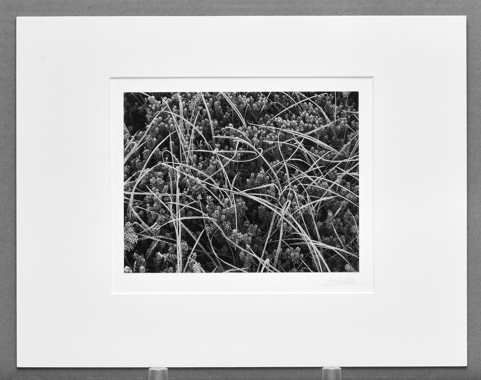 Lynn Radeka (1951-) Signed 1987 Weeds & Frost - Mt. Rainier, Wash. 7"x9.25" Photograph (1 of 3)
