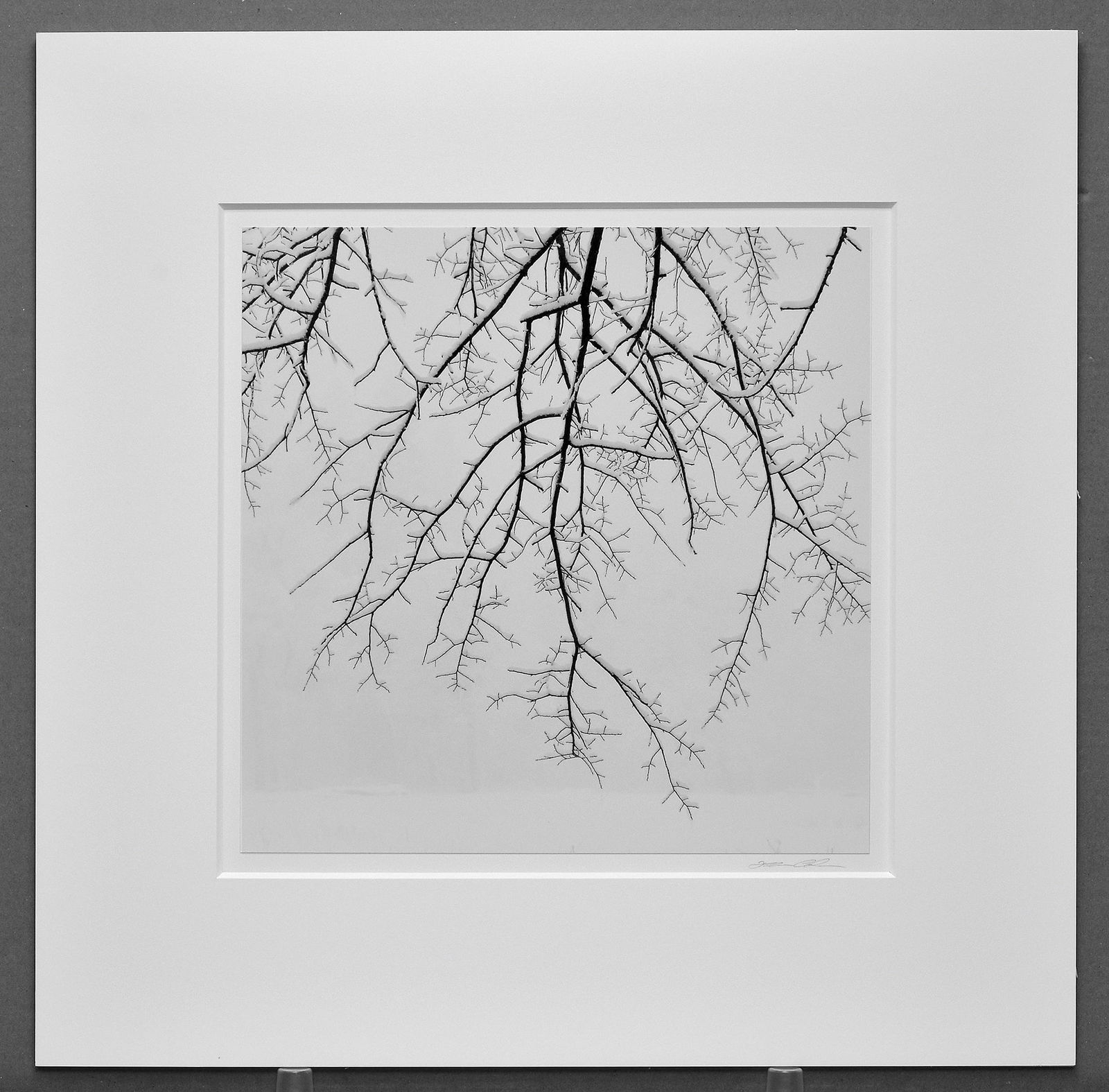 Jeffery Conley (1969-) Signed 2005 Hanging Branches in Snow 14"x14" Photograph #5/25: Start bidding at $1,000 on this iconic Jeffrey Conley darkroom print—limited edition #5/25 from his breakthrough Portfolio One! Step into the luminous world of Jeffrey Conley with this striking 2005