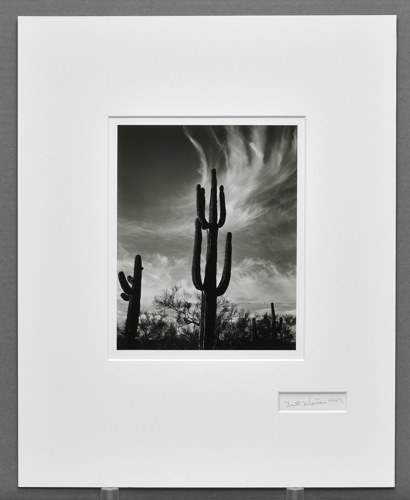 Brett Weston (1911–1993) Cactus, Saguaro, Arizona, 1947 Photograph 9.5"x7.5" - Vintage Weston! (1 of 4)