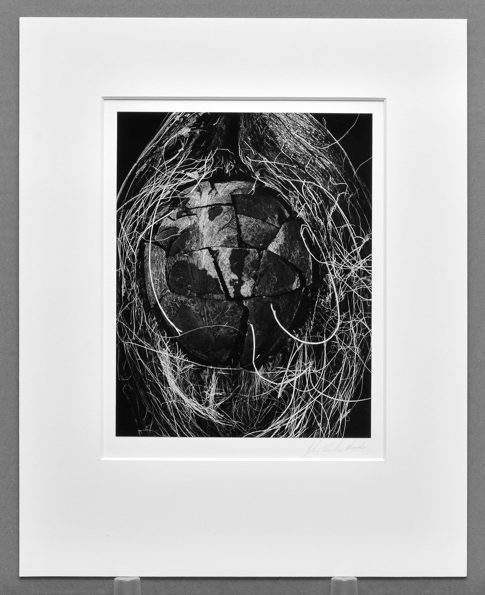 John Charles Woods (1952 -) Coconut - Hawaii, 1995 Photograph 9.25"x7.5" (1 of 3)