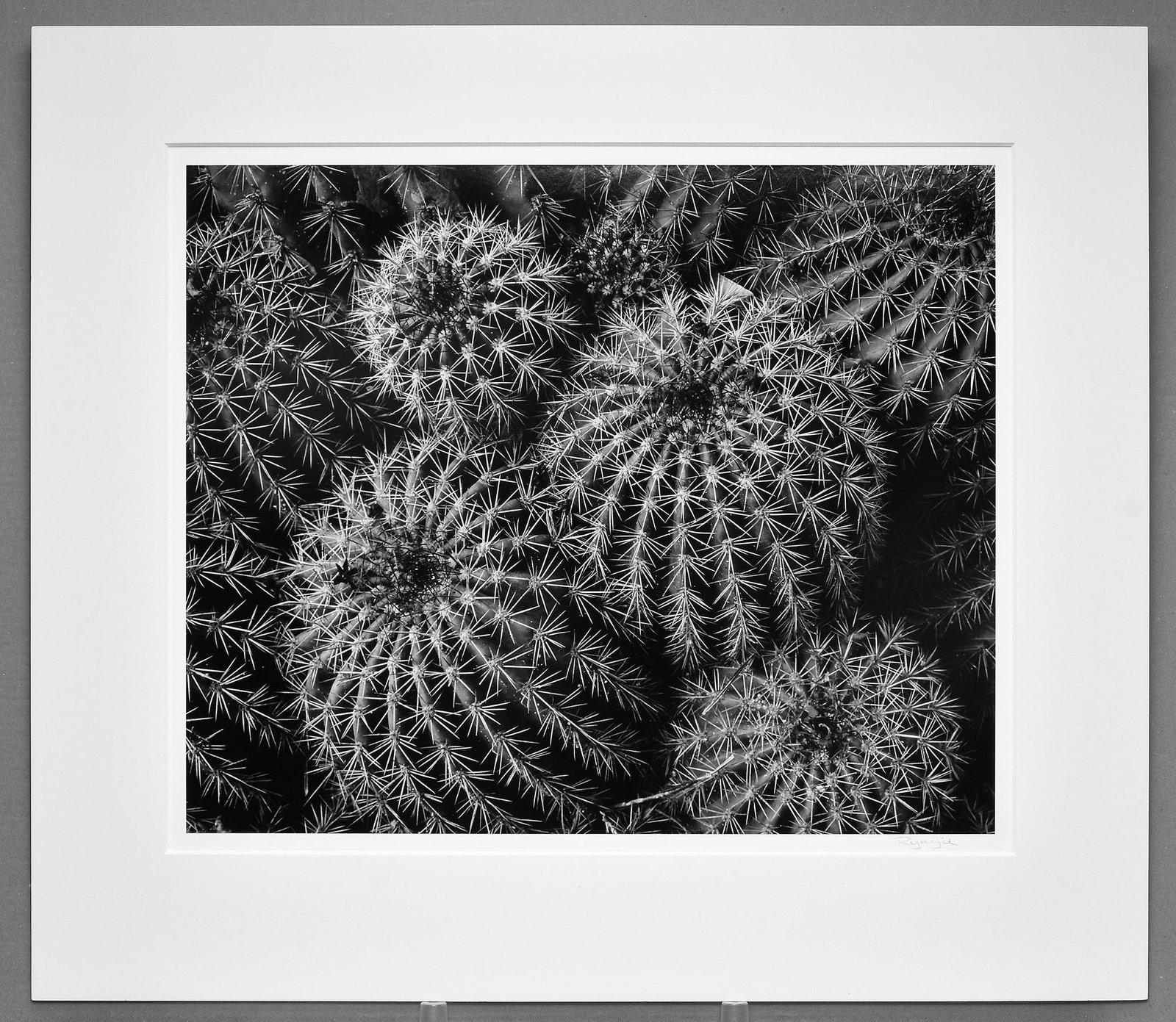 Ryuijie (1950- ) Barrel Cactus, 2004 Oversized Photograph 19.25"x23" #1 of the Edition: A rare oversized gelatin silver photograph by Ryuijie, combining striking formal beauty with exceptional scarcity. Barrel Cactus (2004, printed 2007) is a powerful example of Ryuijie’s mastery of bl