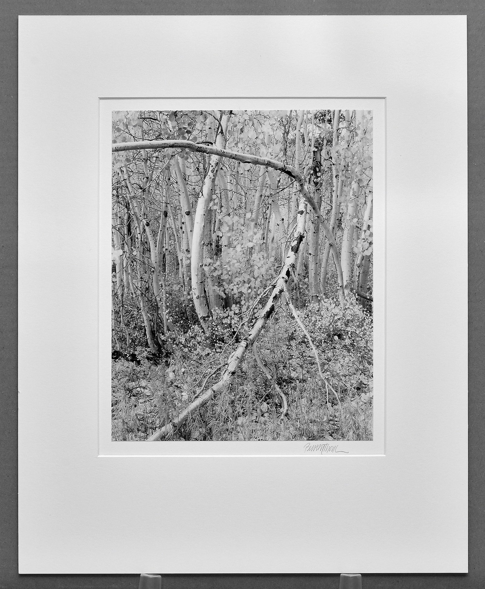 Brett Thomas (1955- ) Aspens Lundy Canyon, Ca.1999 Photograph 12"x9.5" (1 of 2)