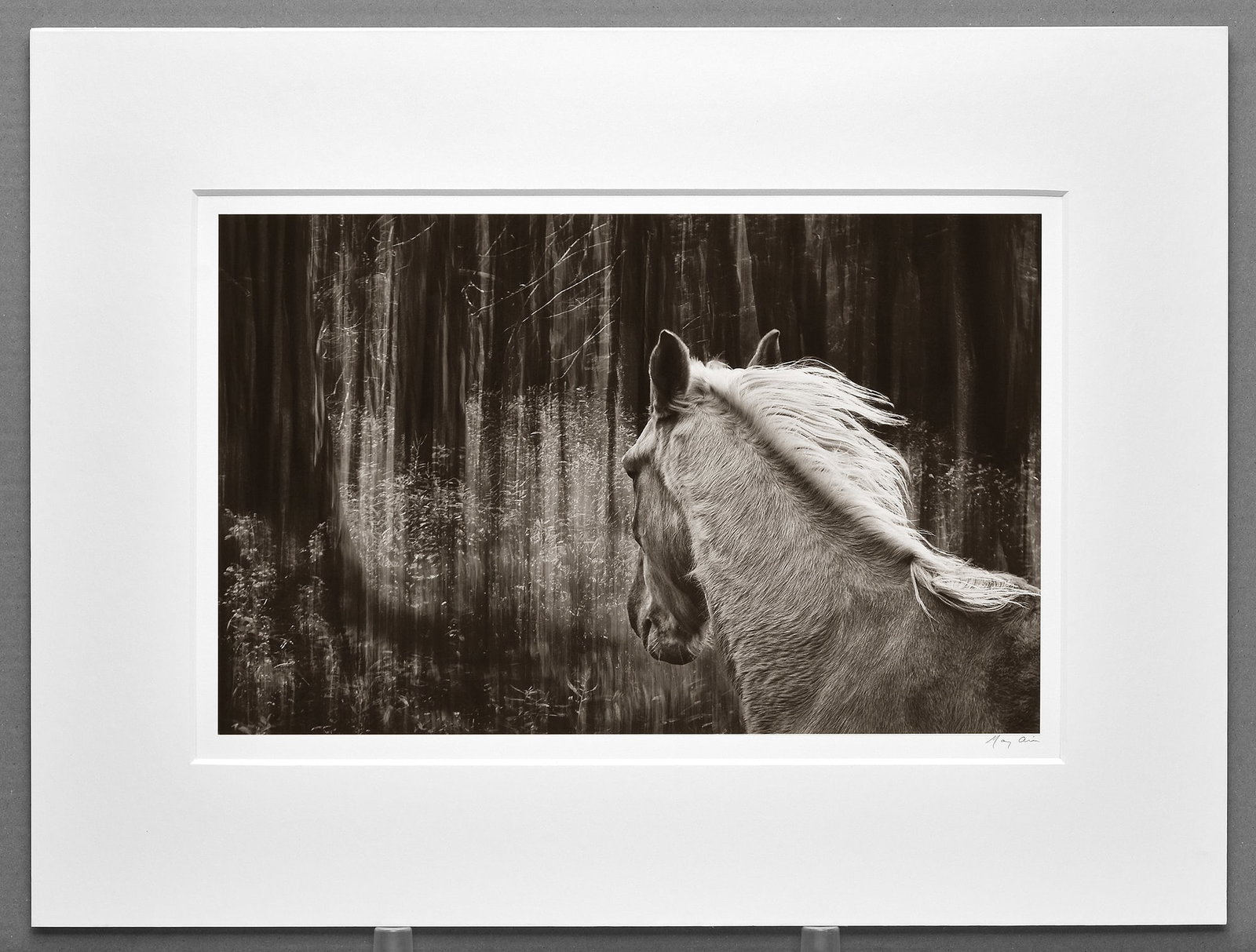 Mary Aiu - Among the Trees #3 Photograph 10.5"x16.5" - Poetic Equine Scene (1 of 2)