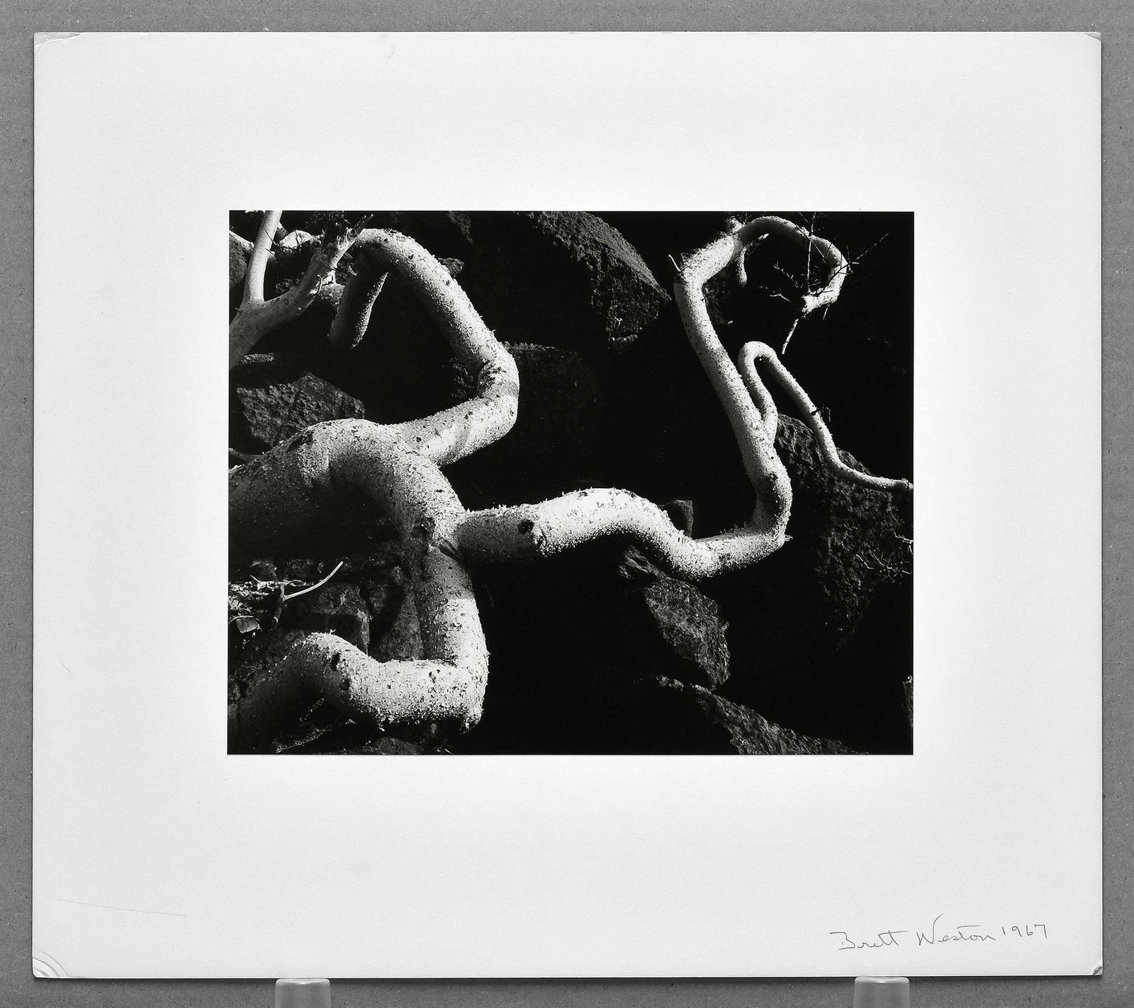 Brett Weston (1911-1993) Tree Roots, Baja, 1967 Photograph 7.5"x9.5": A compelling vintage photograph by Brett Weston titled Tree Roots, Baja, created in 1967 and included in his landmark Baja California portfolio. Photographed during Weston's travels through the rugged