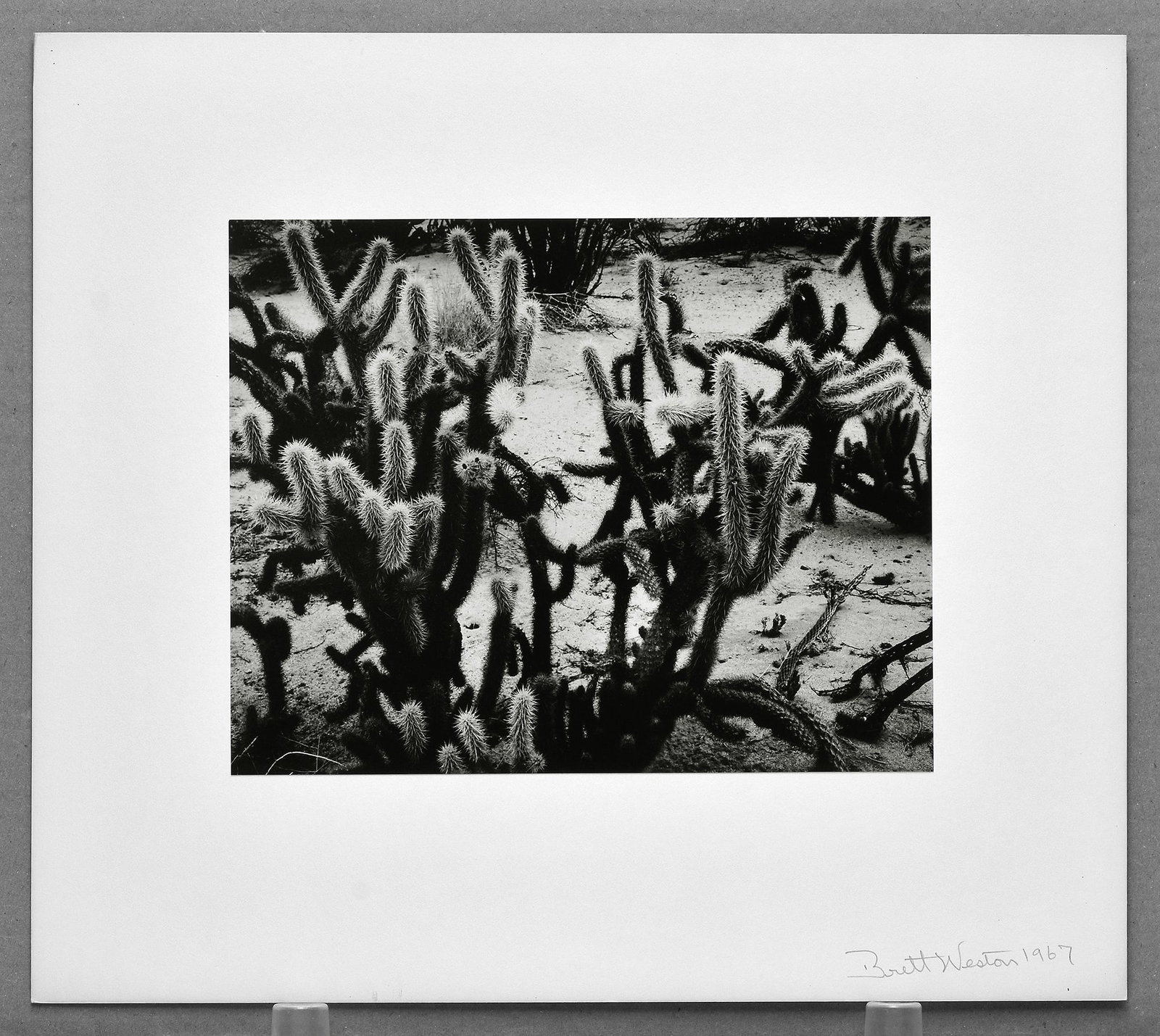 Brett Weston (1911-1993) Cacti, Baja, 1967 Photograph 7.5"x9.5" (1 of 2)