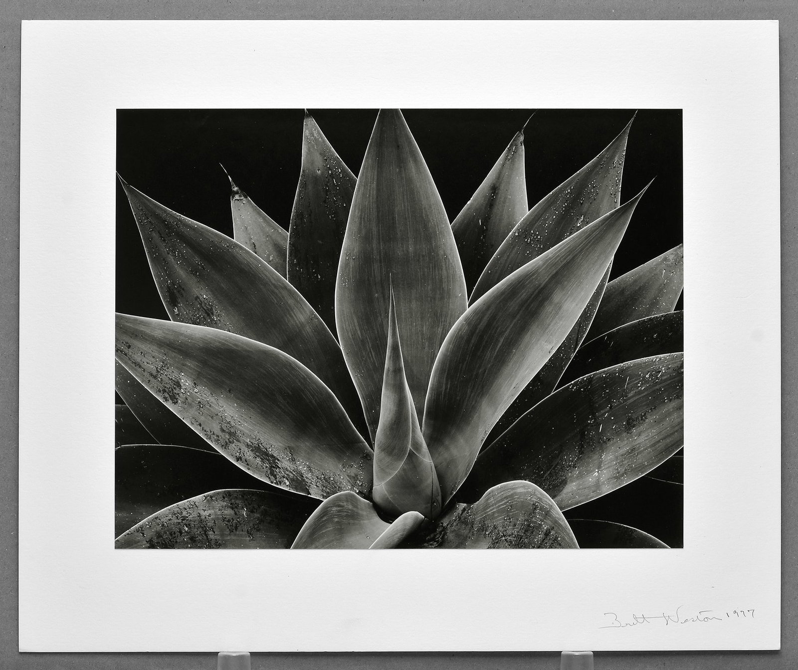Brett Weston (1911-1993) Century Plant, California 1977 Photograph 10.5"x13.5" (1 of 3)