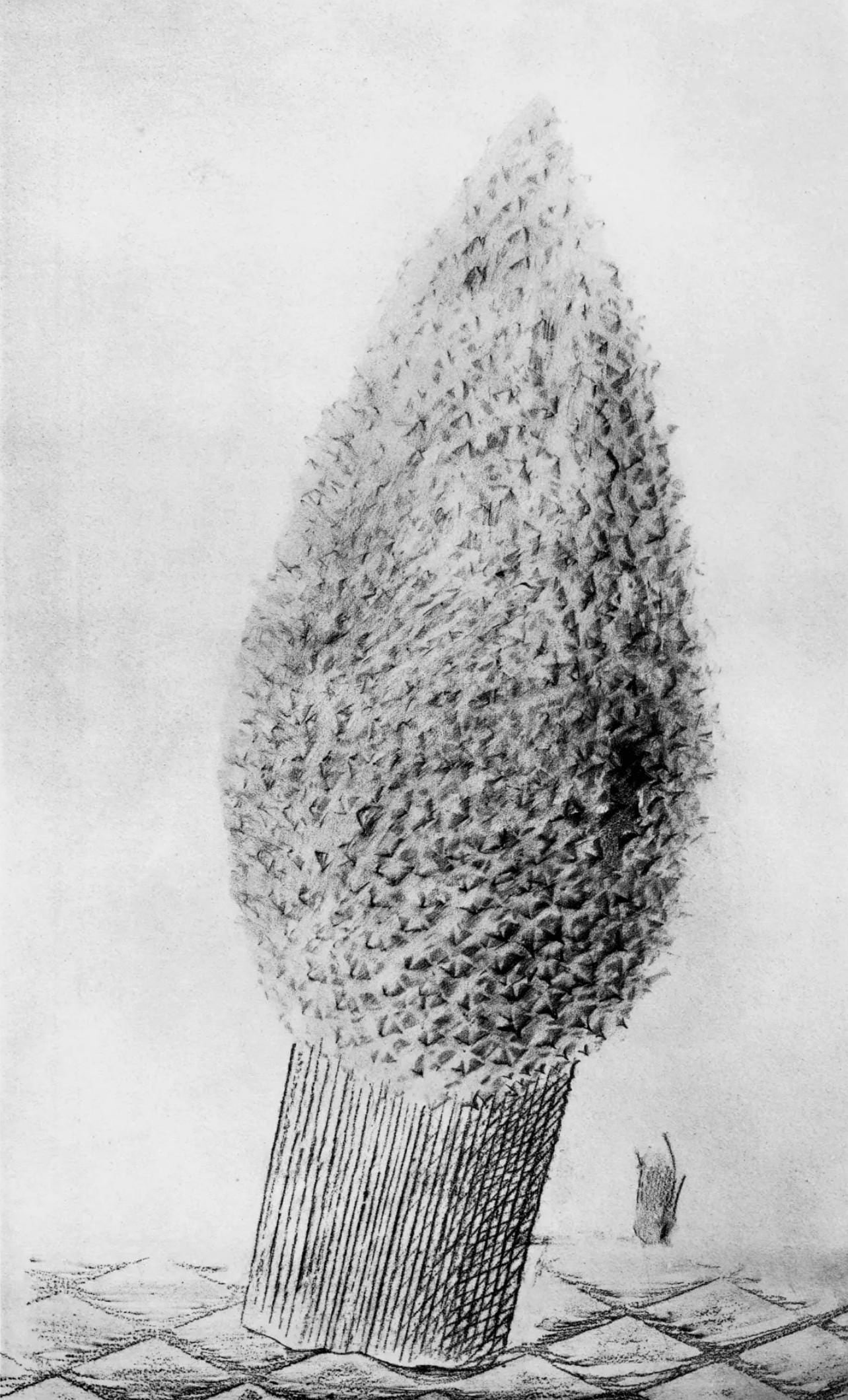 Max Ernst, Composition (Spies/Leppien 222), Histoire Naturelle, Lithograph: Collotype from frottage on vlin paper. Paper size: 19.625 x 12.75 inches. Excellent condition. Unsigned and unnumbered, as issued. Notes: From the album, Max Ernst, Histoire Naturelle, 1972. Published