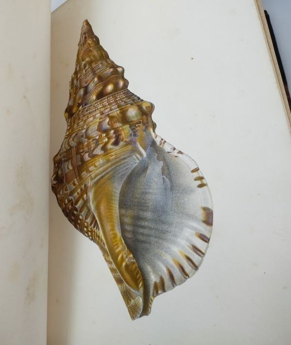 Carl Emil Lischke Japanische Meeres-Conchylien Japanese Mollusks Shells 1869-187 (1 of 10)