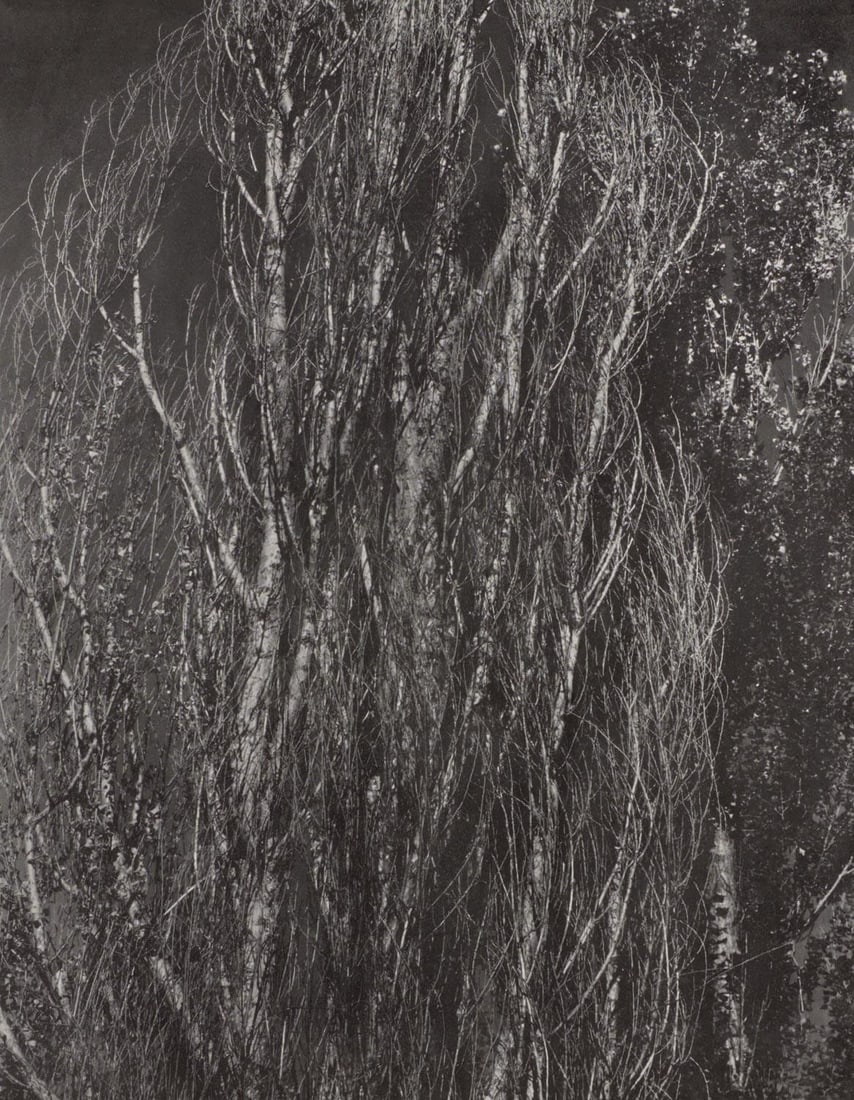 Halftone Photograph - Alfred Stieglitz - Poplars - Lake George - Alfred Stieglitz Memorial (1 of 8)