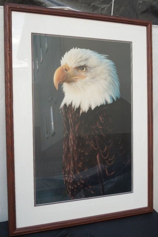Framed Thomas Mangelsen "Bald Eagle" Signed Original Print Numbered (1 of 7)
