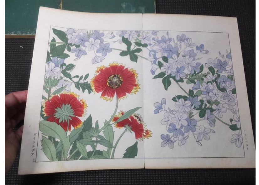 1917 - Western Flower and Plant Illustrated Book - 5 volumes - 125 woodblock prints - 11