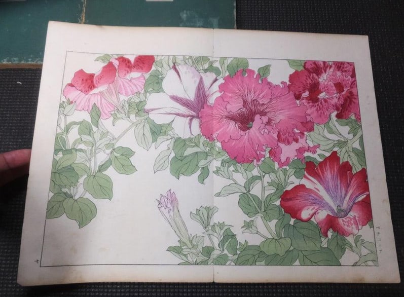 1917 - Western Flower and Plant Illustrated Book - 5 volumes - 125 woodblock prints - 12