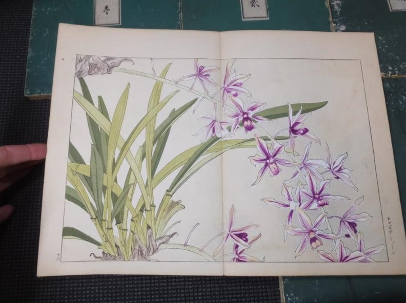 1917 - Western Flower and Plant Illustrated Book - 5 volumes - 125 woodblock prints - 16