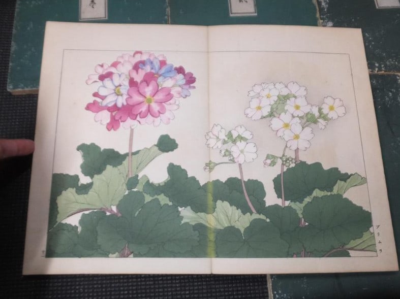 1917 - Western Flower and Plant Illustrated Book - 5 volumes - 125 woodblock prints - 20