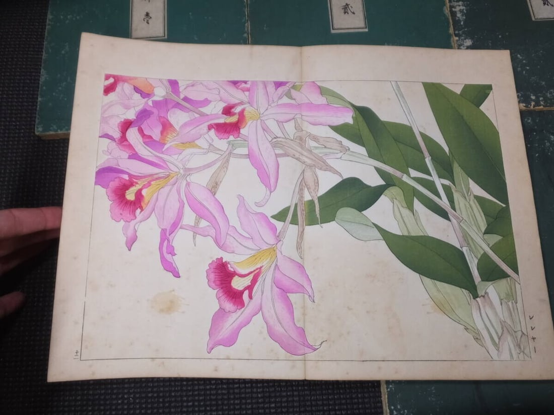 1917 - Western Flower and Plant Illustrated Book - 5 volumes - 125 woodblock prints - 8