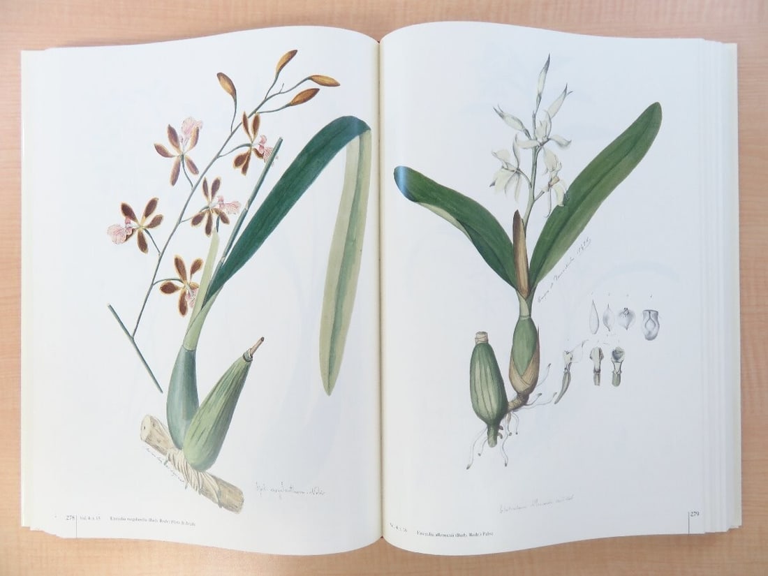 Vol Joao Barbosa Rodrigues: Iconographie des orchides du Brsil Complete in 2 - 3