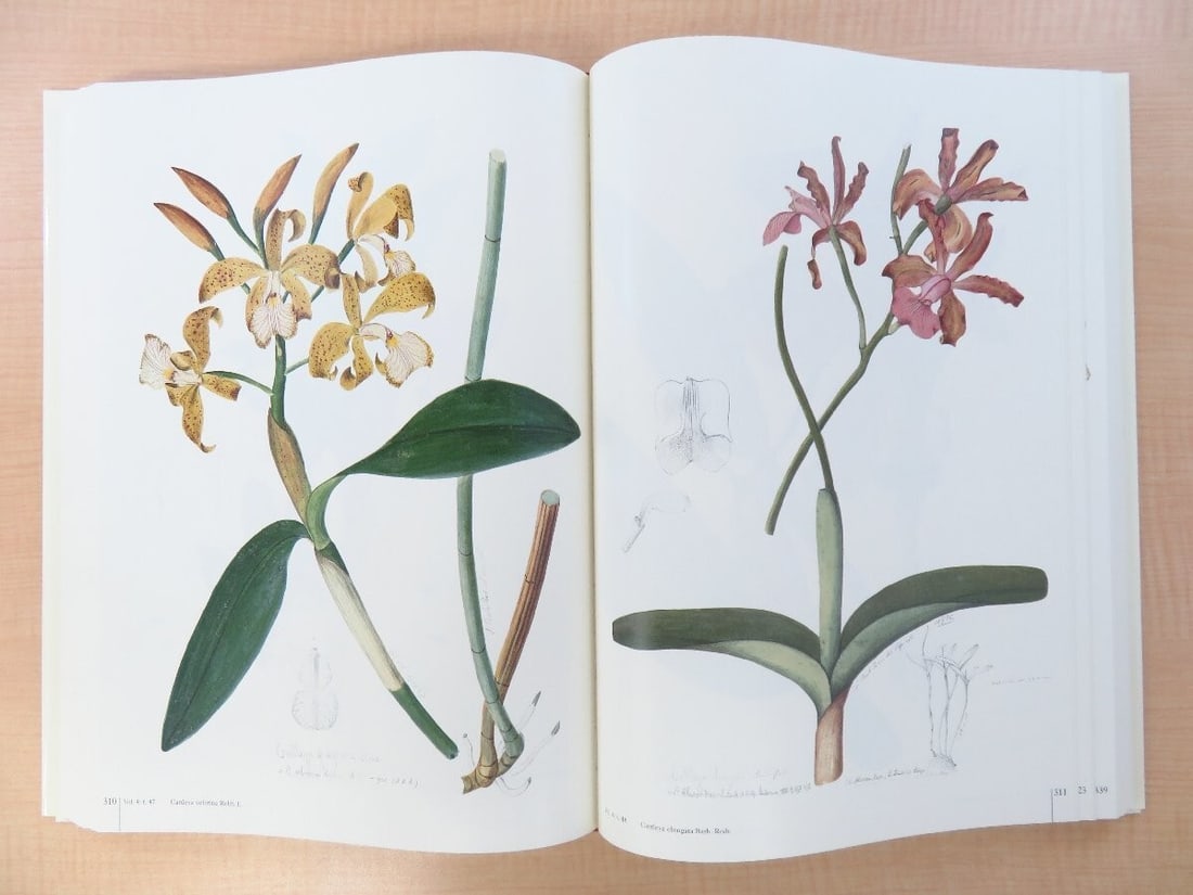 Vol Joao Barbosa Rodrigues: Iconographie des orchides du Brsil Complete in 2 - 7