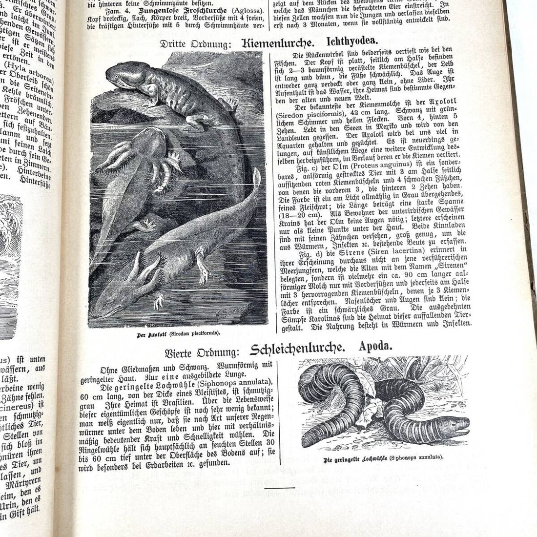 Insects - 1886 Natural History by Dr. G.H. v. Schubert - 1st Amphibians - Fish - 10