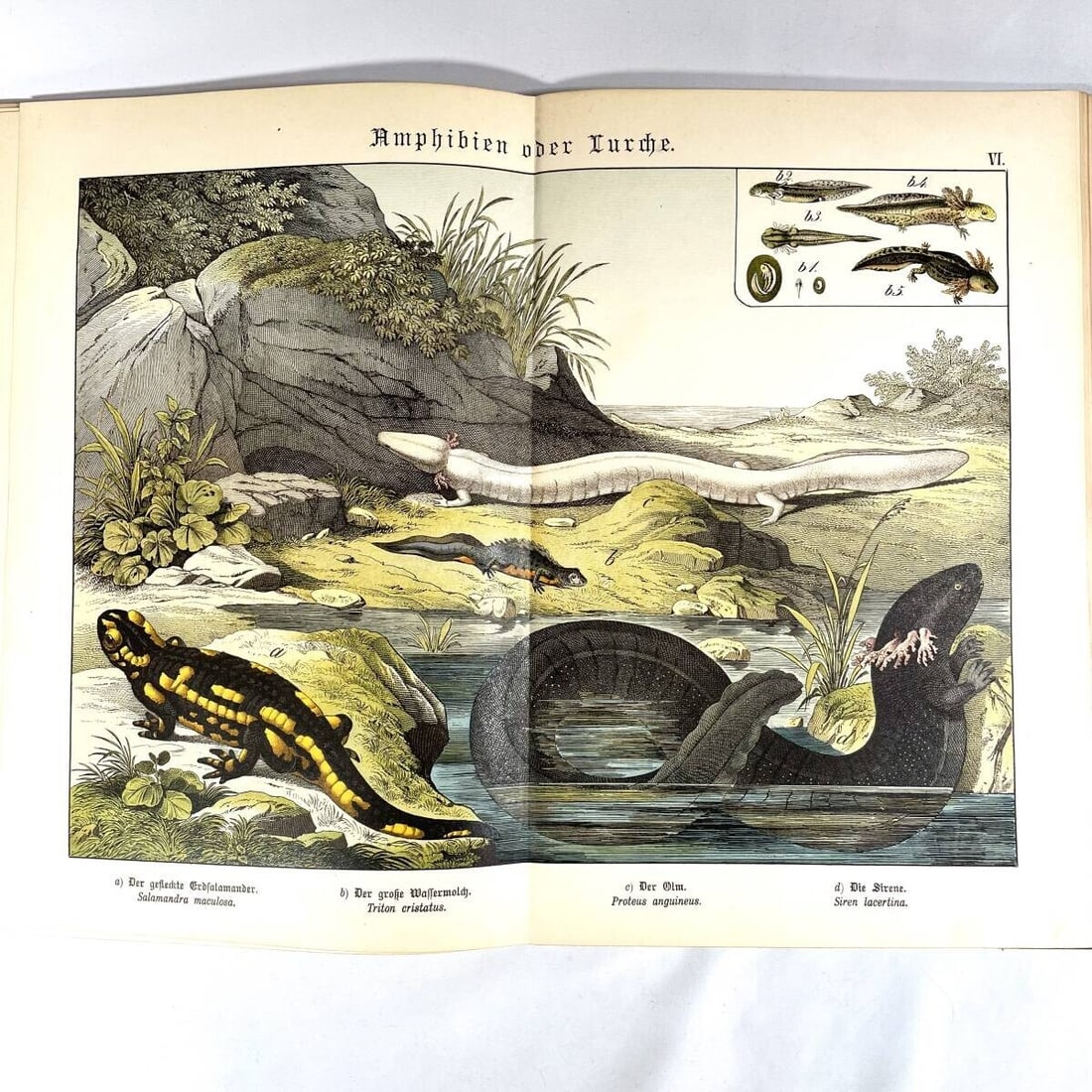 Insects - 1886 Natural History by Dr. G.H. v. Schubert - 1st Amphibians - Fish - 3