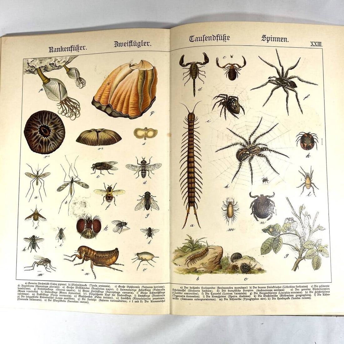 Insects - 1886 Natural History by Dr. G.H. v. Schubert - 1st Amphibians - Fish - 4