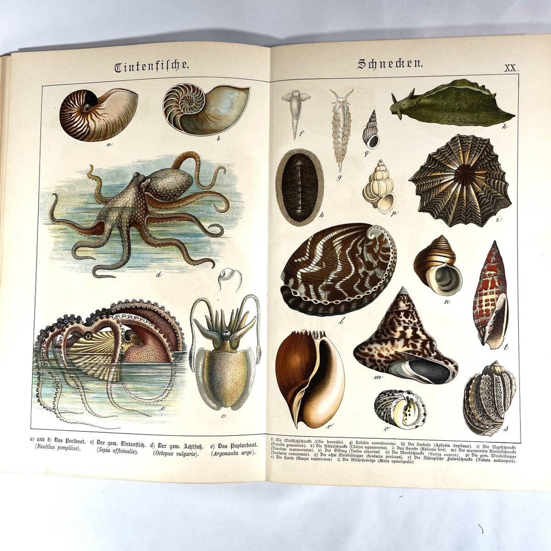 Insects - 1886 Natural History by Dr. G.H. v. Schubert - 1st Amphibians - Fish - 5
