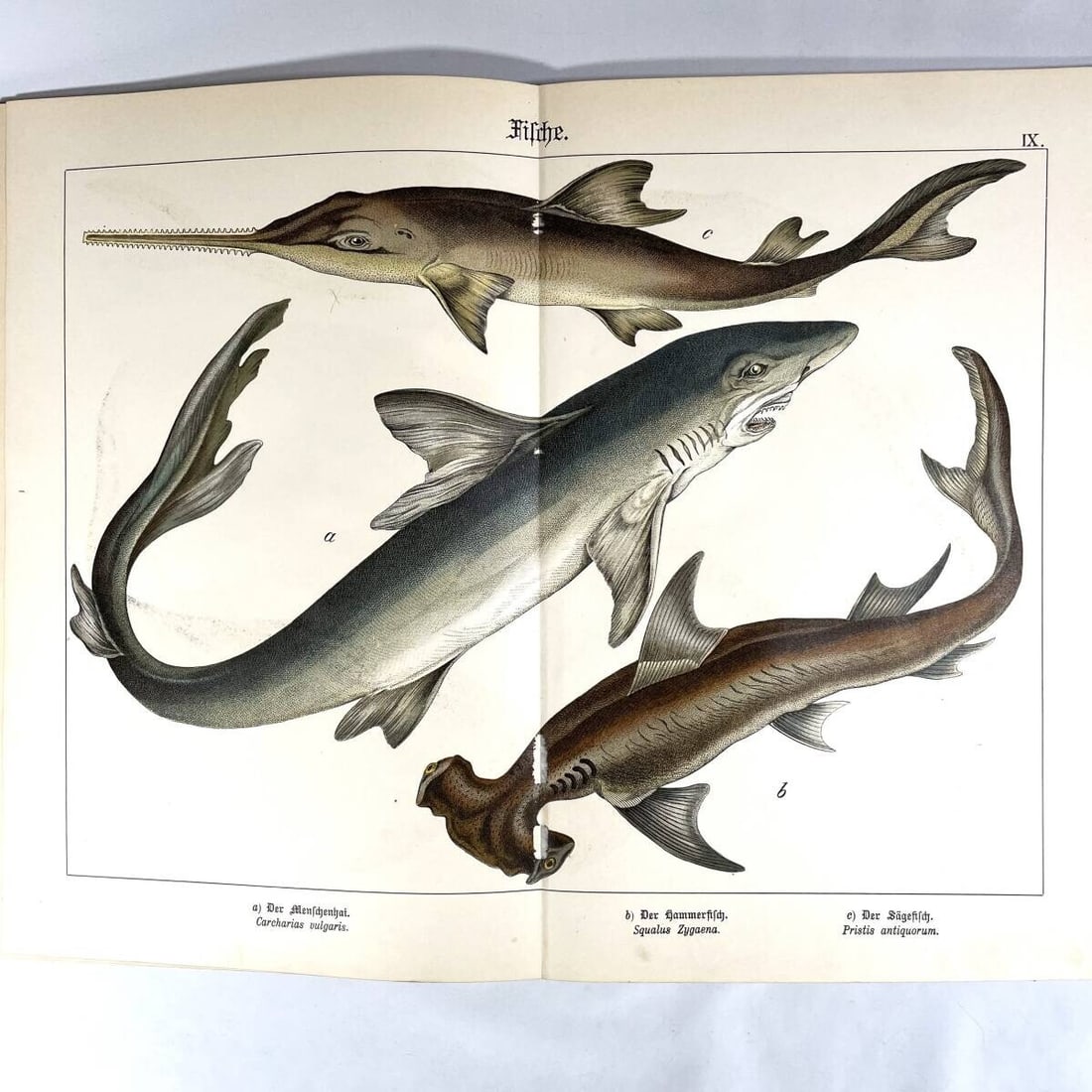 Insects - 1886 Natural History by Dr. G.H. v. Schubert - 1st Amphibians - Fish - 7