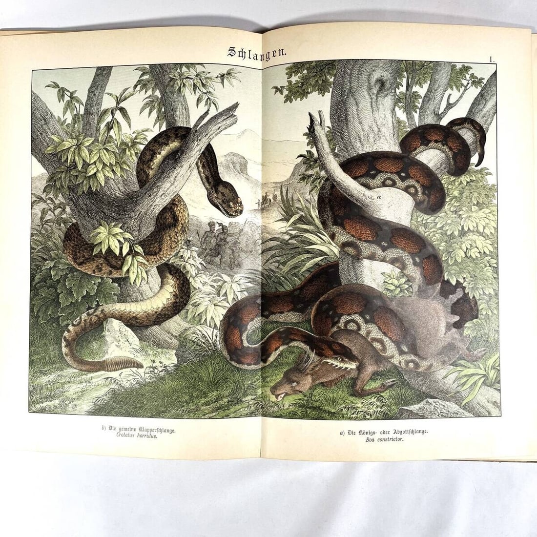 Insects - 1886 Natural History by Dr. G.H. v. Schubert - 1st Amphibians - Fish - 9