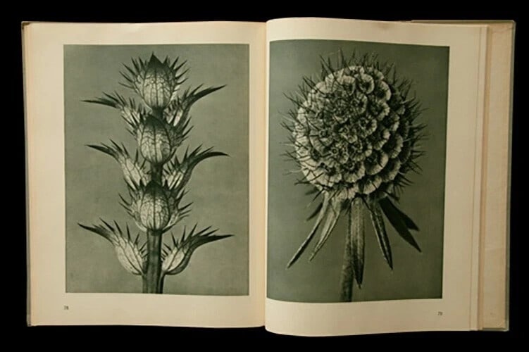 1941 Vintage Verlag Ernst Wasmuth - Karl Blossfeldt Urformen der Kunst - 4