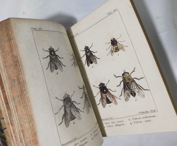 Buffon 1813 Histoire Naturelle des Insectes Tome IX de Tigny Hand-Colored Plates (1 of 10)