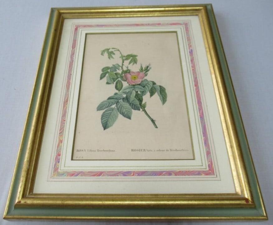 Roses Pierre Joseph Redout "Rosa Villosa" Engraving Hand Colored 1835 Les (1 of 8)