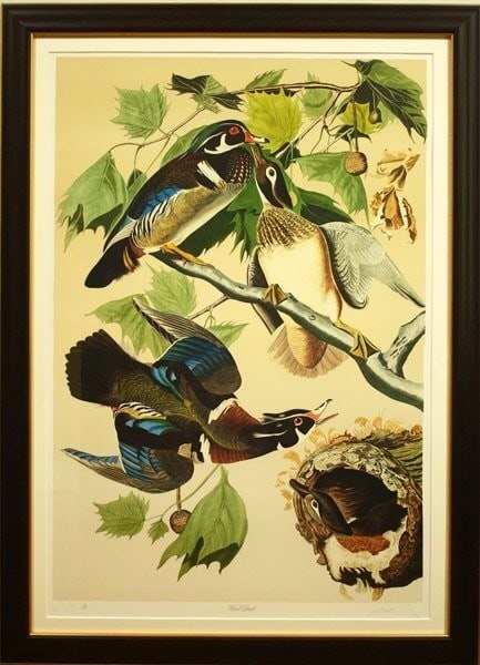 1000 John James Audubon "Wood Duck" Lithograph by M. Bernard Loates Signed 16/ (1 of 10)