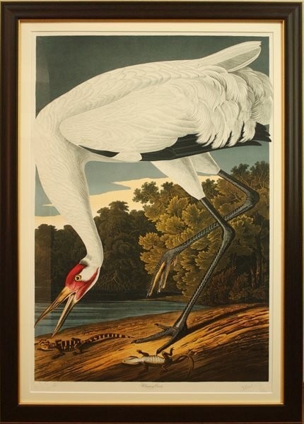 Loates John James Audubon "Whooping Crane" Birds of America Lithograph Bernard (1 of 9)