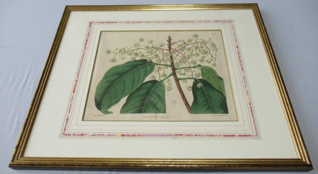Hand-Colored Syd. Edwards Botanical Engraving "Sterculia Balanghas" 1817 London (1 of 8)