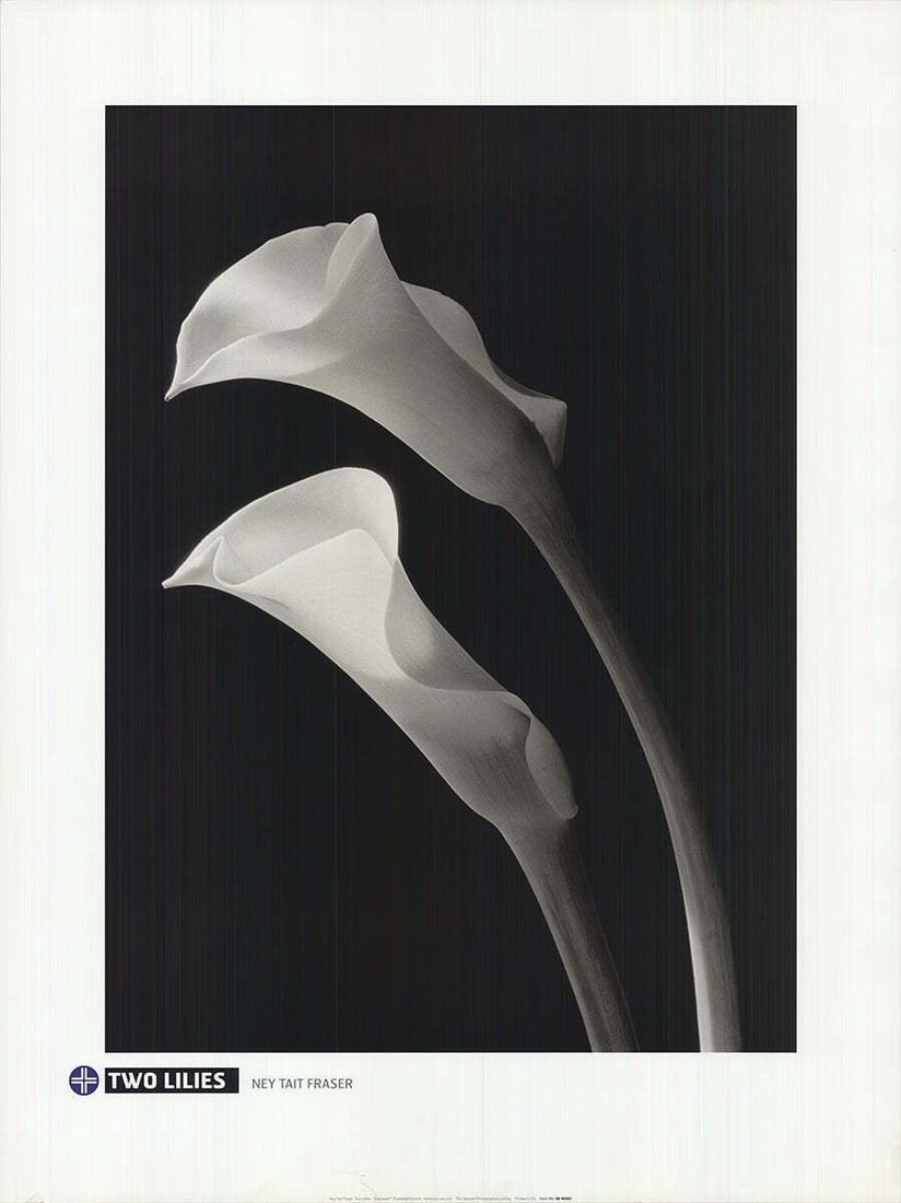 Contemporary NEY TAIT FRASER Two Lilies 31.5" x 23.75" Offset Lithograph: Contemporary NEY TAIT FRASER Two Lilies 31.5" x 23.75" Offset Lithograph A stunning contemporary offset lithograph by Ney Tait Fraser, 'Two Lilies' is a beautiful black and white depiction of two