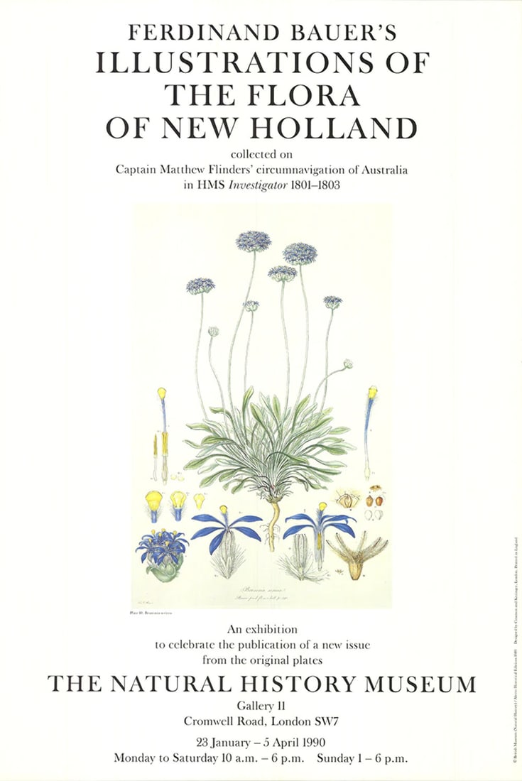 FERDINAND BAUER Illustrations of the Flora of New Holland 30" x 20" Offset Litho (1 of 4)