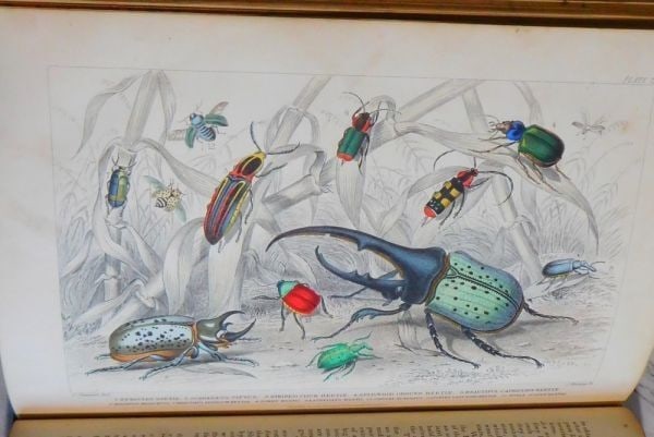 Blackie Hand Color 2 Vols Earth Goldsmith Animated Nature and 1866 History (1 of 10)