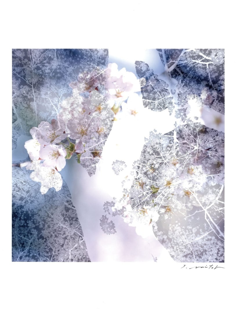 Tadayuki Naito digital print cherry blossoms tree nature signature japanese (1 of 6)
