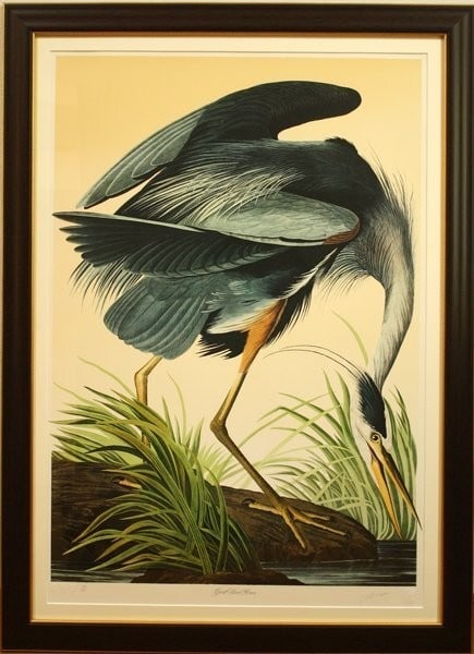 James Bernard Audubon Loates John Lithograph Birds of Blue Great Heron America (1 of 10)