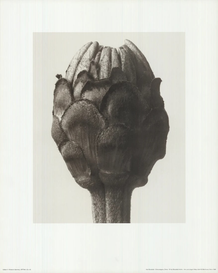 Elegans offset lithograph zinnia 1998 contempora blossfeldt Karl 19.75" x 15.75 (1 of 4)