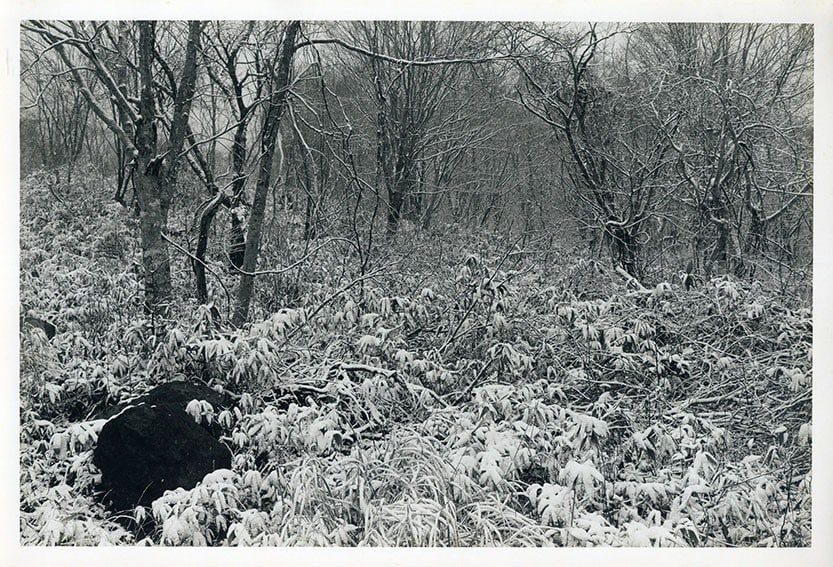Japan Aisu 1582 forest landscape trees nature gelatin print Ihei Kimura: Japan Aisu 1582 forest landscape trees nature gelatin print Ihei Kimura Item Specifics: Primary Material: Paper Color: Multi-Color Original/Reproduction: Antique Original Region Of Origin: Japan Age: