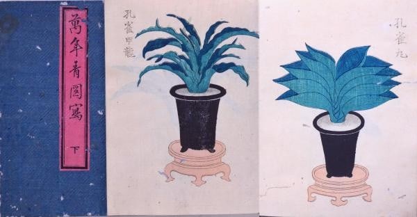 1881 Japanese Meiji Color Woodblock Print Book 100 Plates Omoto Rhodea Japonica (1 of 5)