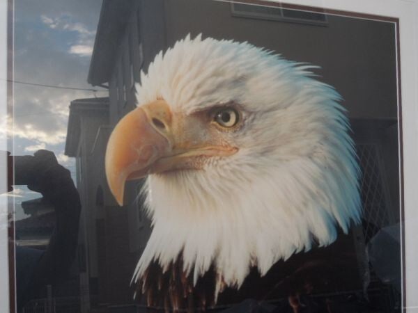 Signed Original Print Bald Eagle Framed By Thomas Mangelsen - 2